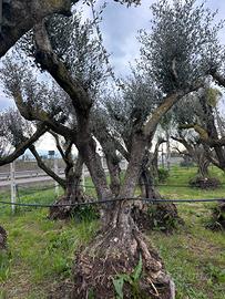 Piante di ulivo per il giardino