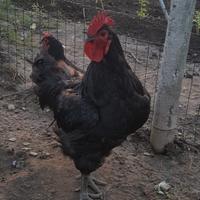 Galli e pulcini di razza Jersey Giganti e Cornish