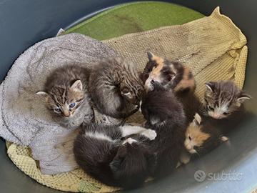 Gattine di poche settimane