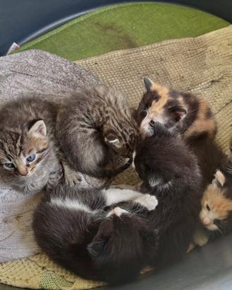 Gattine di poche settimane