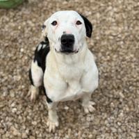 ROXY, mix PITTINA dolce come il miele