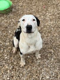 ROXY, mix PITTINA dolce come il miele