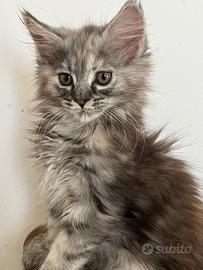 Maine Coon