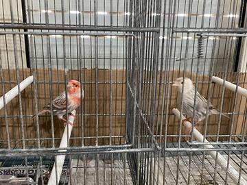 Canarini agata rosso mosaico