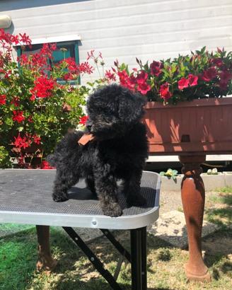 Cuccioli di barboncino Toy