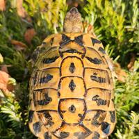 Tartarughe di terra. baby - adulte - sub adulte