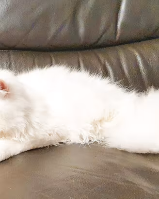 gatto maschio persiano ipertipico 