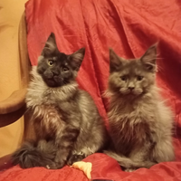 Maine Coon Cuccioli con Pedigree