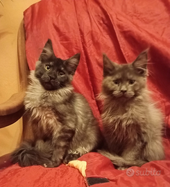 Maine Coon Cuccioli con Pedigree