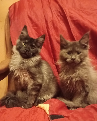 Maine Coon Cuccioli con Pedigree