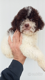 Cuccioli Lagotto Romagnolo