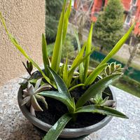 Composizione floreale