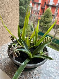 Composizione floreale