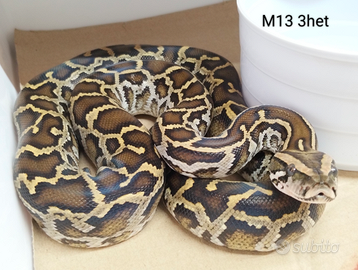 Pitone Moluro Maschio Bivittatus