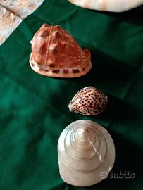 set conchiglie 