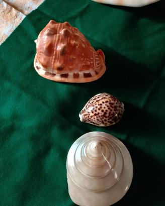 set conchiglie 