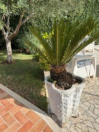 Vaso con cycas anni 70