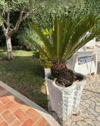 Vaso con cycas anni 70