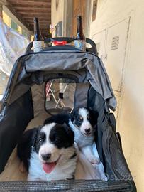 Cuccioli di border collie