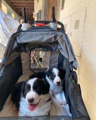 Cuccioli di border collie