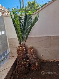 CyCAS