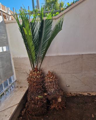 CyCAS