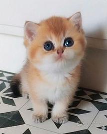 British shorthair