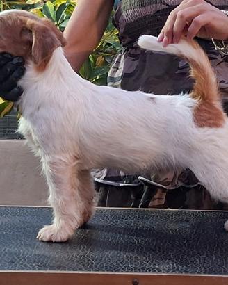 Jack russell terrier