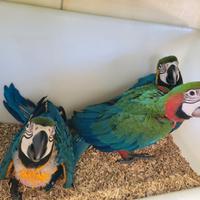 Pappagalli Ara Arlecchino DA IMBECCO