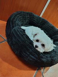 Disponibili cuccioli di Maltese coreano