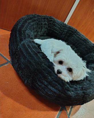 Disponibili cuccioli di Maltese coreano
