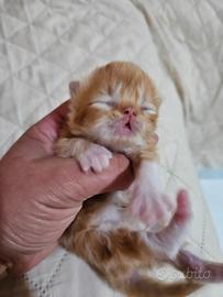 Gatto persiano maschio