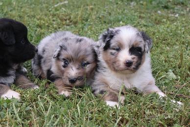 Cuccioli pastore australiano