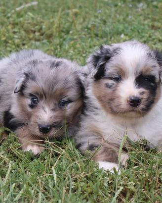 Cuccioli pastore australiano