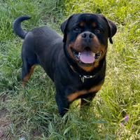 Rottweiler per monta
