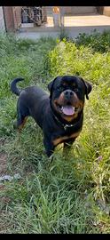 Rottweiler per monta