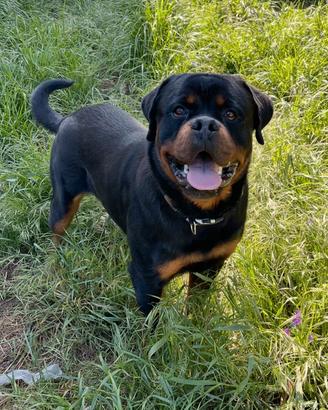 Rottweiler per monta