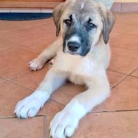 Adozione dolcissimo cucciolo 3 mesi simil kangal