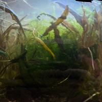 Guppy, cryptocoryne e java moss