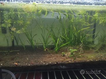 acquario con piante e gamberetti 