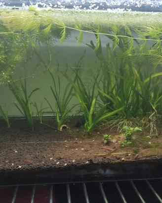 acquario con piante e gamberetti 