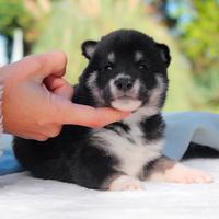 Cucciolo maschio di Shiba Inu nero focato