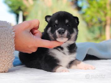 Cucciolo maschio di Shiba Inu nero focato