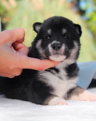 Cucciolo maschio di Shiba Inu nero focato