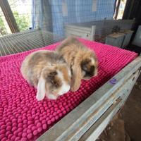 Coniglietti ariete nani