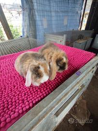 Coniglietti ariete nani