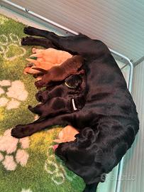 Cuccioli di labrador Retriever