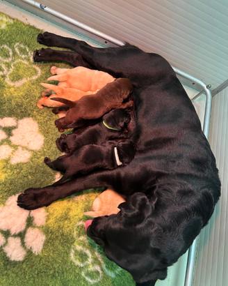 Cuccioli di labrador Retriever