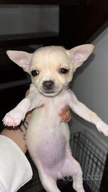 Cani chihuahua Toy