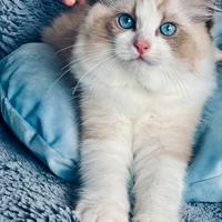 Ragdoll gattini con pedigree show top quality